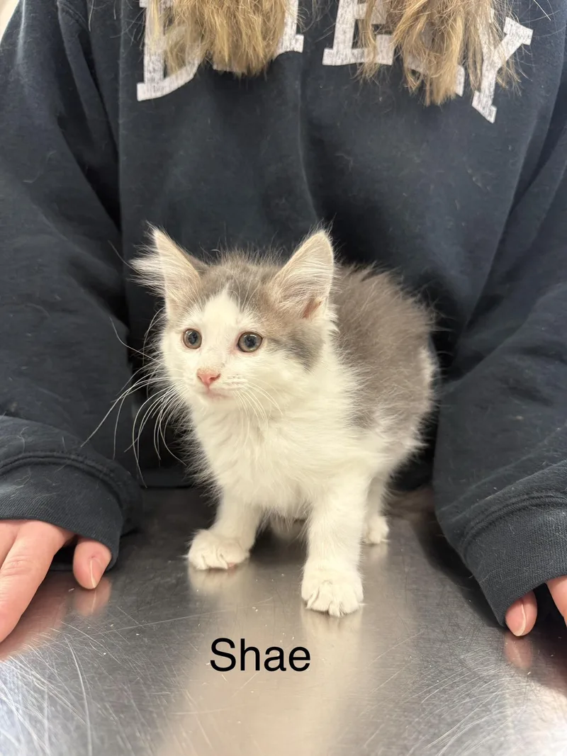 A baby small-sized female Domestic Long Hair cat named Shae for adoption in Grand Rapids, MI