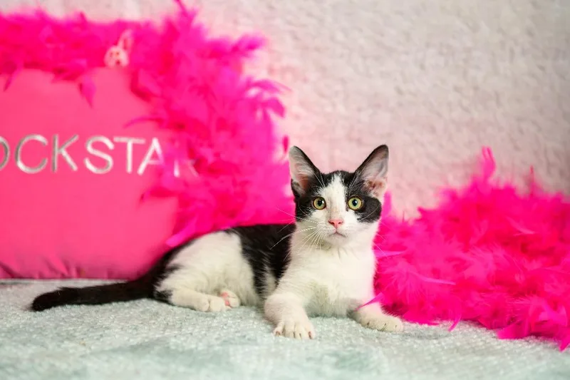 A baby small-sized female Domestic Short Hair cat named Pearl for adoption in Roanoke, TX