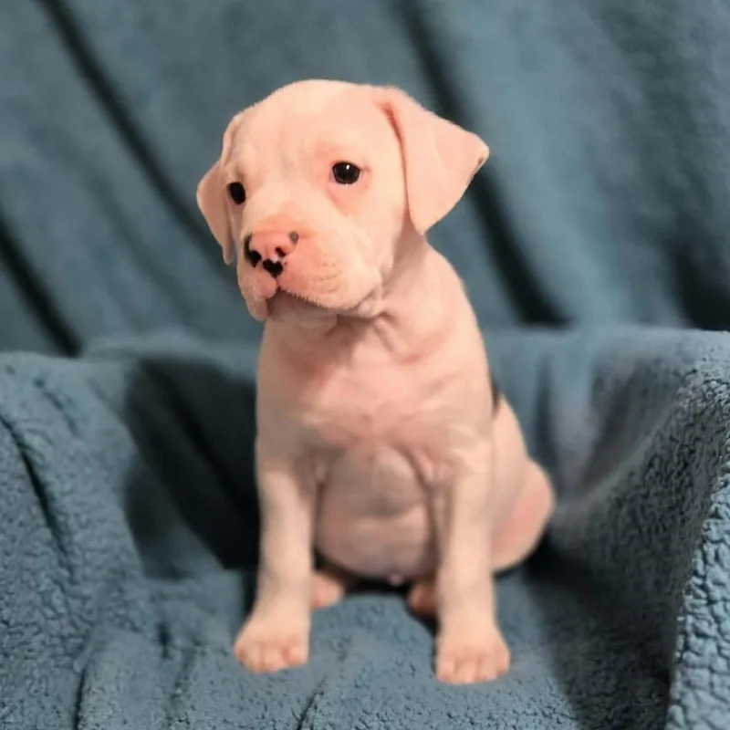 A baby medium-sized female White / Cream Mixed Breed dog named Ophelia for adoption in Olathe, KS