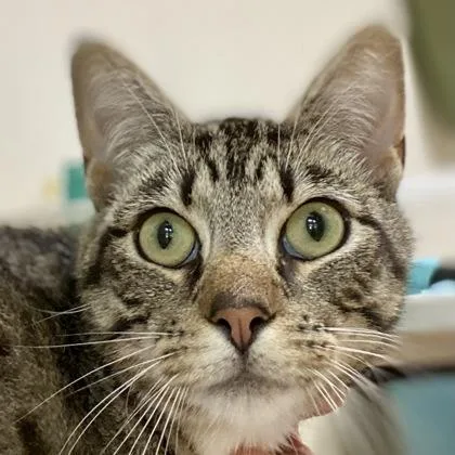 An adult small-sized male Domestic Short Hair cat named Butcher for adoption in Burlington, WA