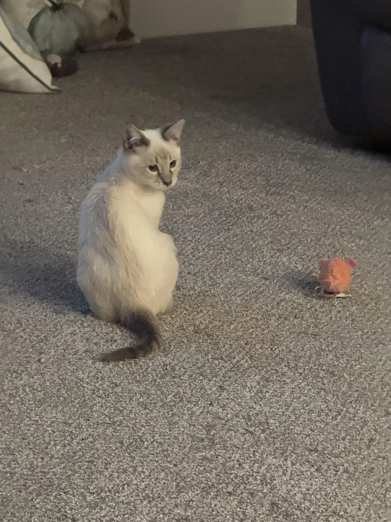A young medium-sized male Siamese cat named Chancecould you be his for adoption in Kirkland, WA