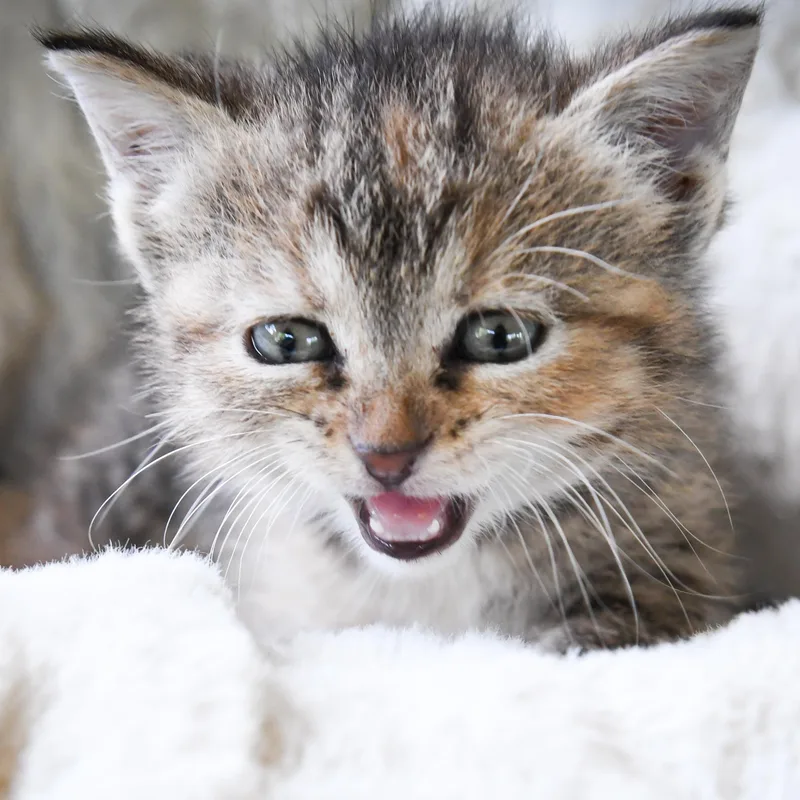 A baby medium-sized female Domestic Short Hair cat named Helen for adoption in Port Washington, WI