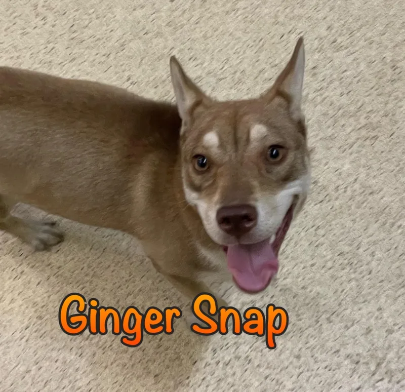 A young medium-sized female Husky dog named Ginger Snap for adoption in Muncie, IN