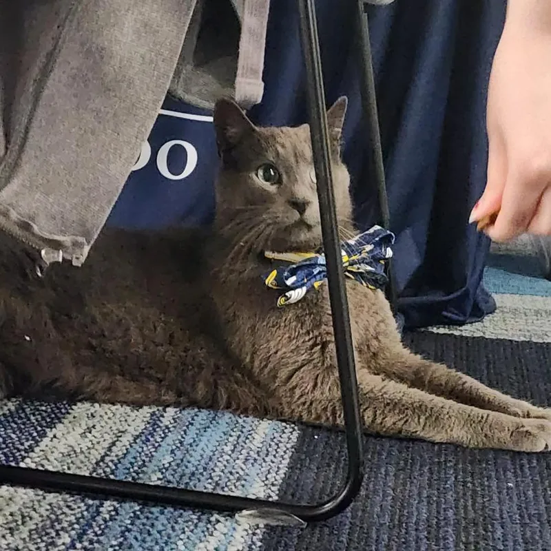An adult small-sized male Gray / Blue / Silver Domestic Short Hair cat named Muffin for adoption in Toledo, OH