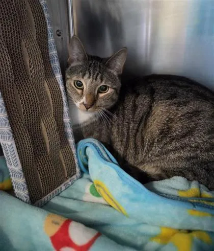 An adult small-sized male Domestic Short Hair cat named Meow Meow for adoption in Largo, FL