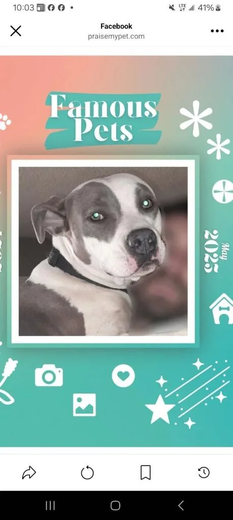 An adult medium-sized female Pit Bull Terrier dog named Karma for adoption in Murray, KY