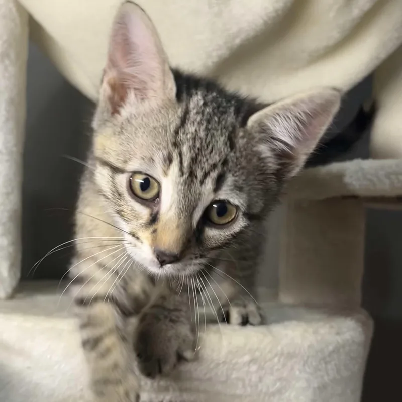 A baby small-sized female Tabby (Brown / Chocolate) Domestic Short Hair cat named Venus for adoption in Weehawken, NJ