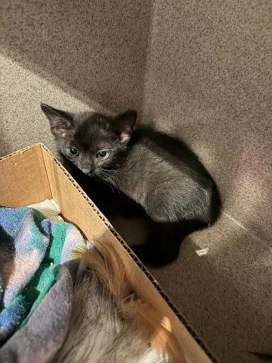 A baby small-sized female Domestic Short Hair cat named Winifred for adoption in Washington, DC
