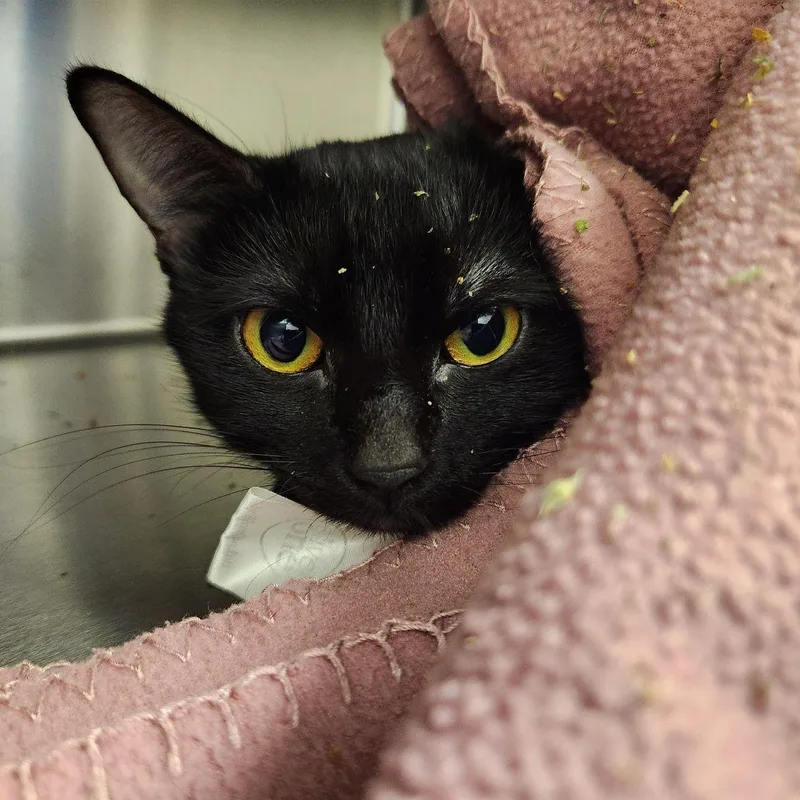 An adult medium-sized female Domestic Short Hair cat named Snowflake for adoption in Liberty, MO