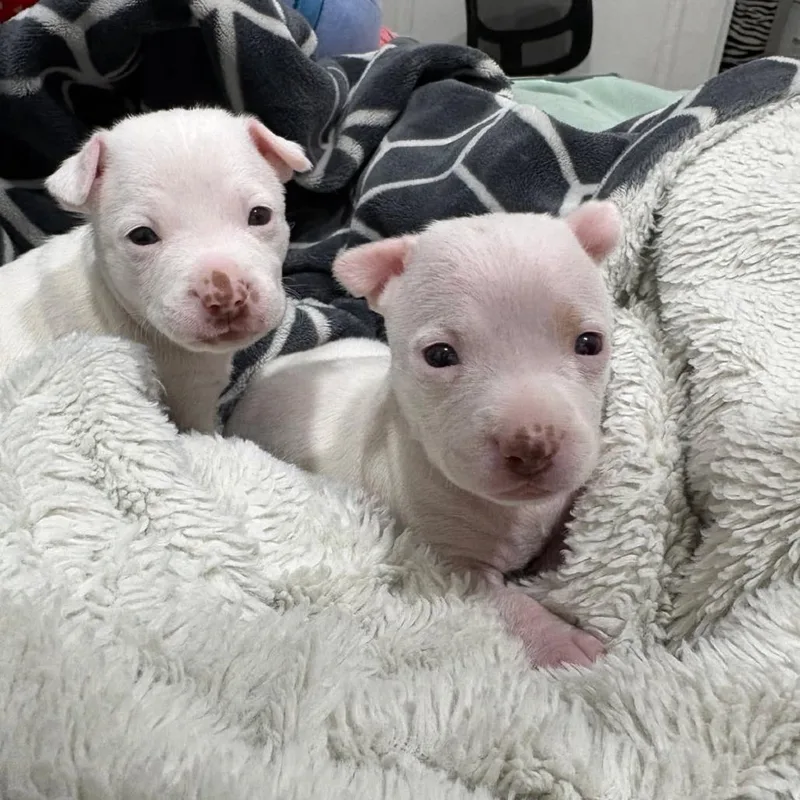 A baby medium-sized female White / Cream Pit Bull Terrier dog named Ruby for adoption in Phoenix, AZ