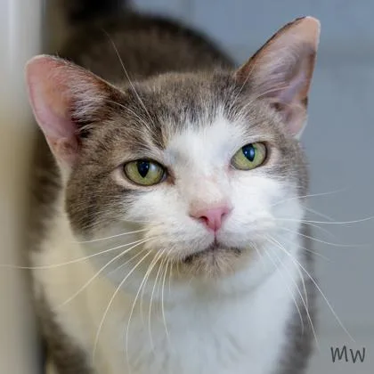 An adult medium-sized male Domestic Short Hair cat named Mario for adoption in Fairfax, VA