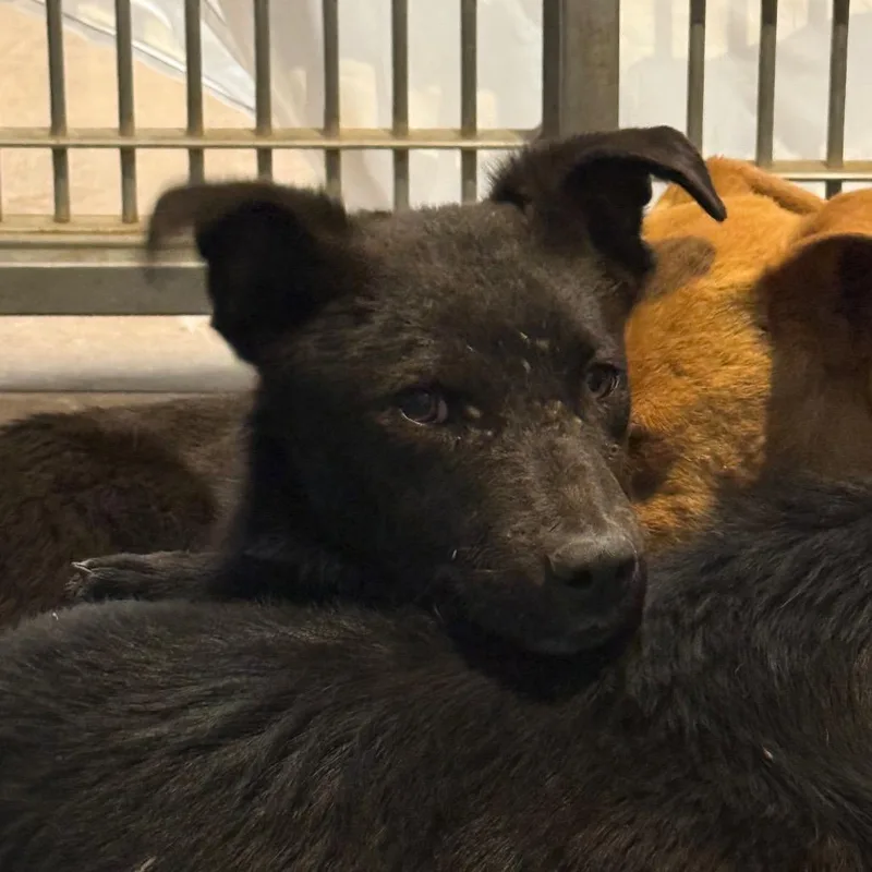 A young small-sized male Black Mixed Breed dog named Gonzo for adoption in Flagstaff, AZ