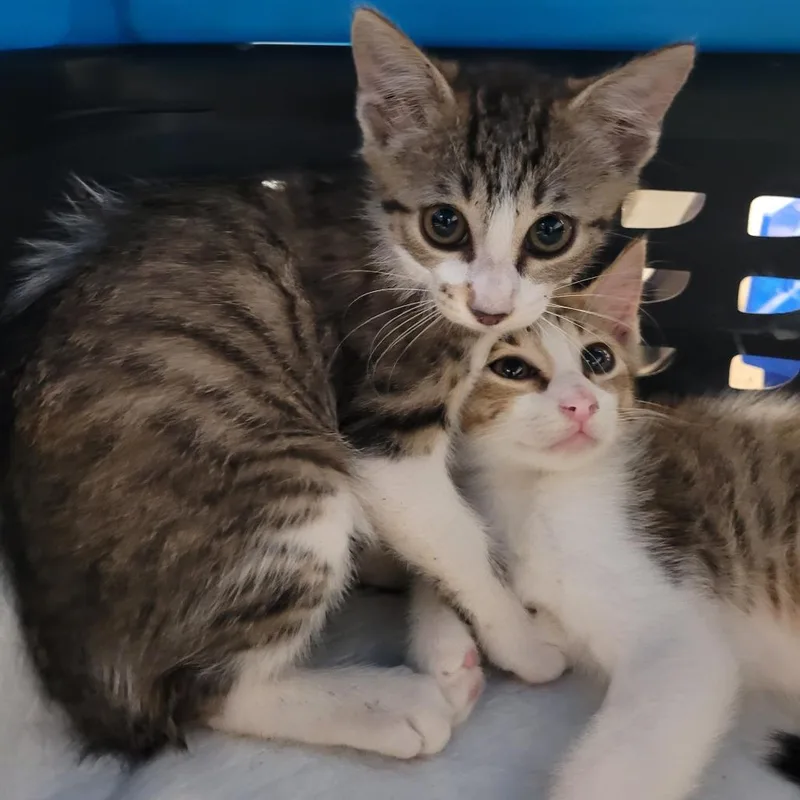 A baby small-sized female Brown / Chocolate Domestic Short Hair cat named Chip for adoption in Lake Panasoffkee, FL