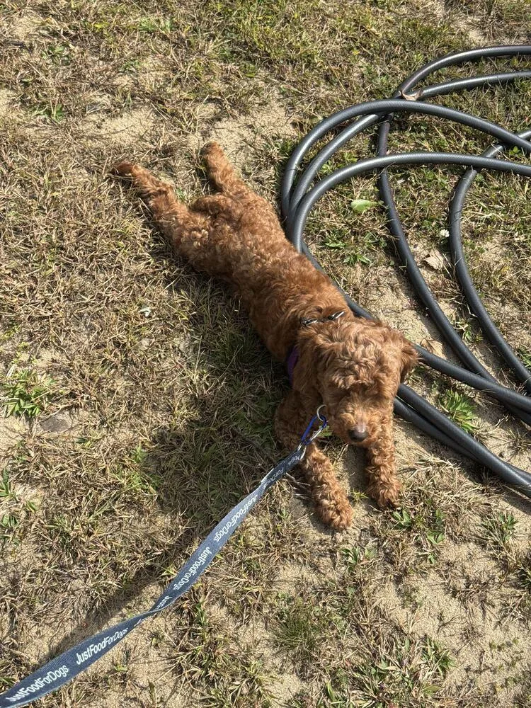 An adult small-sized female Poodle dog named Miko for adoption in Long Island City, NY