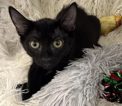 A baby small-sized female Domestic Short Hair cat named Music for adoption in Conway, SC