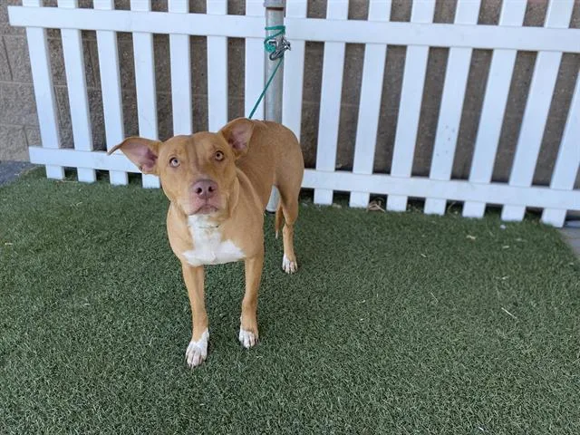 A young medium-sized female Staffordshire Bull Terrier dog named True for adoption in Modesto, CA