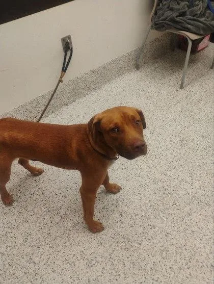 An adult medium-sized male Labrador Retriever dog named Hungry Hippo for adoption in Atlanta, GA