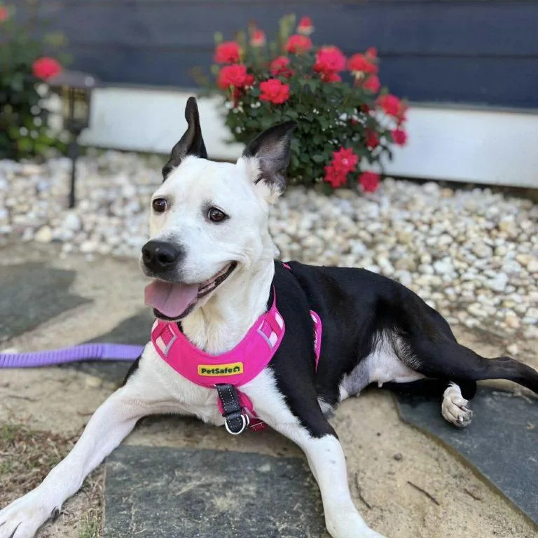 An adult medium-sized female Labrador Retriever dog named Rhianne for adoption in Hillsborough , NC