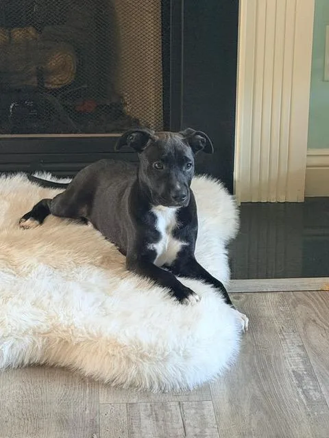 A baby medium-sized female Black American Staffordshire Terrier dog named Stella for adoption in Manhasset, NY