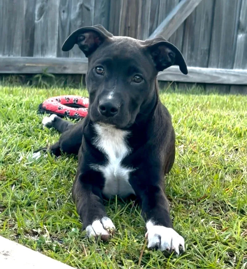 Stella thumbnail 3