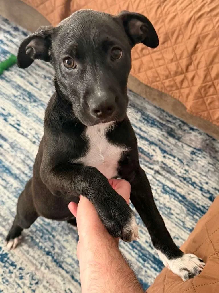 Stella thumbnail 4