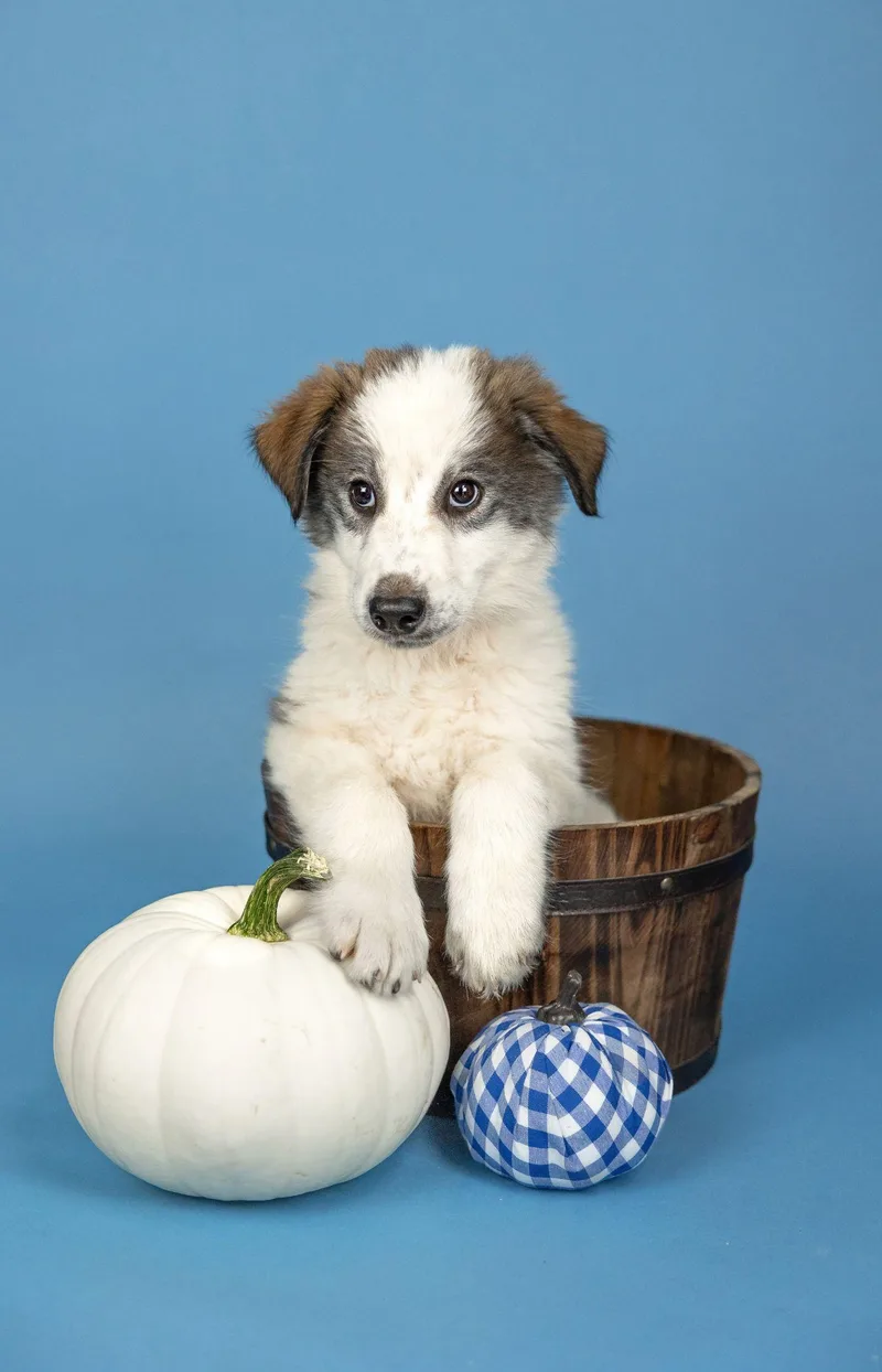A baby large-sized male Husky dog named 818-26 for adoption in Brighton, CO