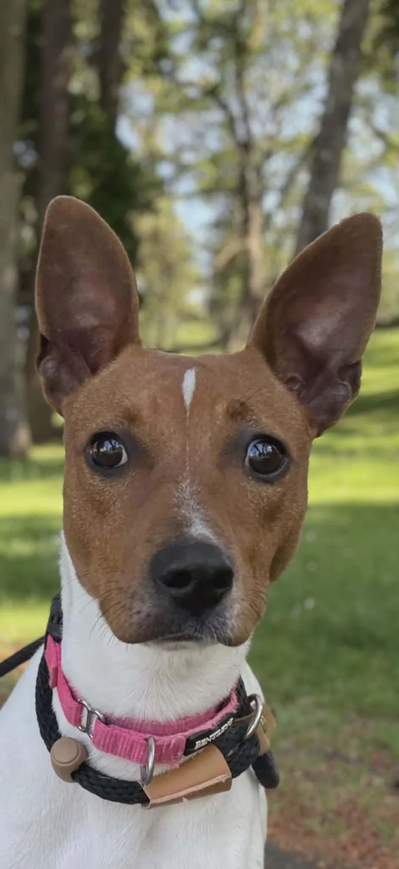 An adult medium-sized male Rat Terrier dog named Maizey for adoption in Tacoma, WA