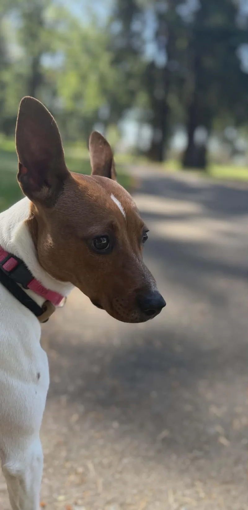 Maizey thumbnail 5
