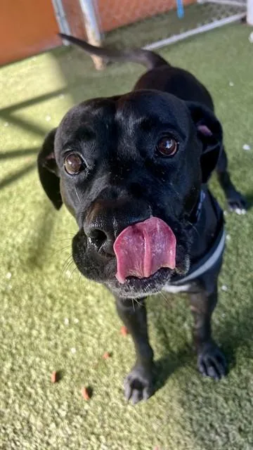 An adult extra large-sized male Terrier dog named Ben for adoption in Miami, FL