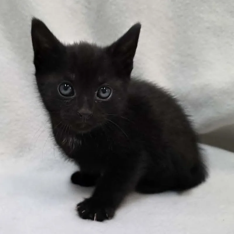 A baby small-sized male Black Domestic Short Hair cat named Ace for adoption in Pine Mountain, GA