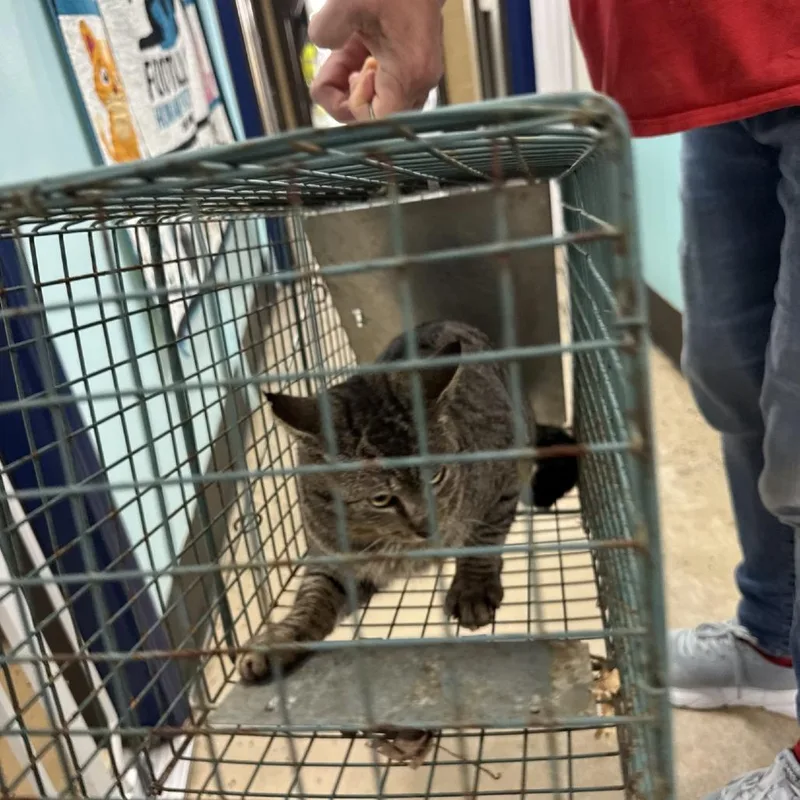 An adult small-sized male Gray / Blue / Silver Domestic Short Hair cat named Mushy for adoption in Columbus, NC
