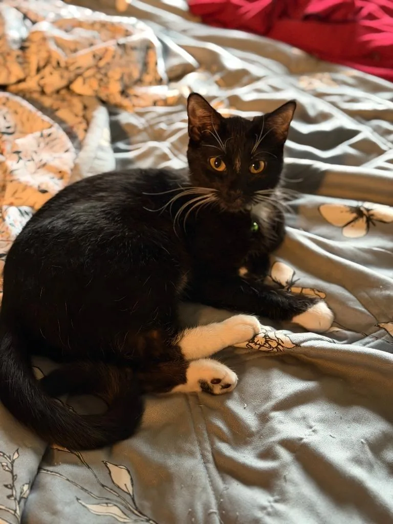 A young medium-sized female Domestic Short Hair cat named Dolly for adoption in Minneapolis, MN