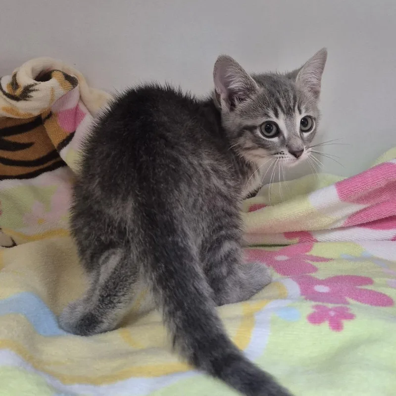 A baby small-sized female Brown / Chocolate Domestic Short Hair cat named Belinda Catlisle for adoption in Newark, NJ