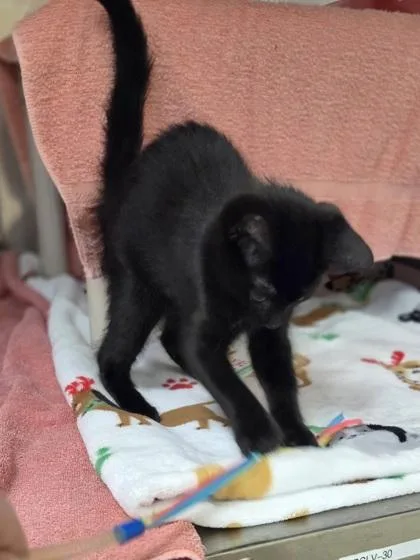 A baby small-sized female Domestic Short Hair cat named Rachel for adoption in Westland, MI