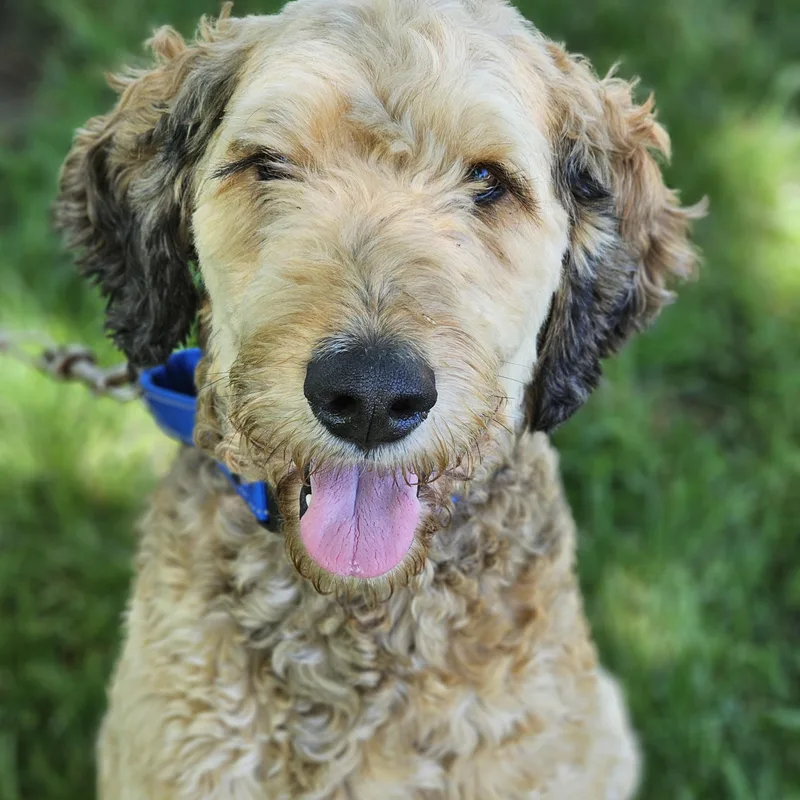 An adult medium-sized male Apricot / Beige Bernedoodle dog named Sarge Springfield for adoption in O Fallon, IL