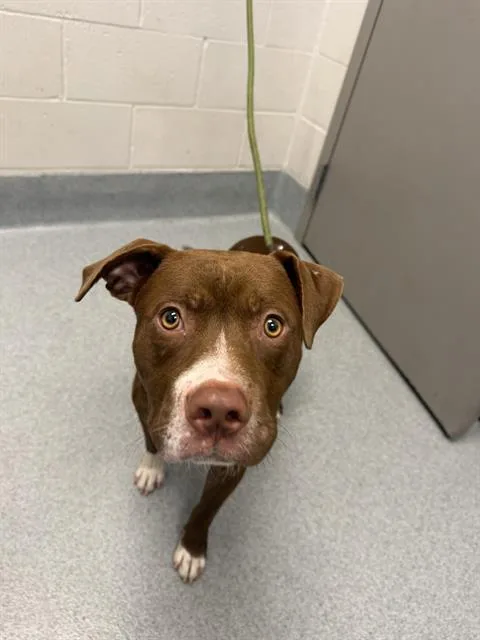 An adult medium-sized male Pit Bull Terrier dog named Meatball for adoption in Indianapolis, IN