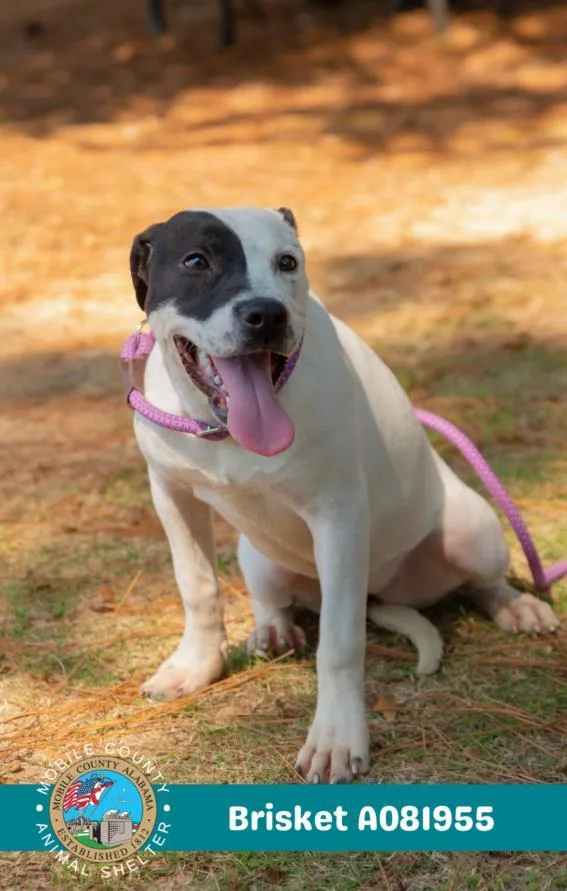 A young medium-sized female American Bulldog dog named Brisket for adoption in Mobile, AL