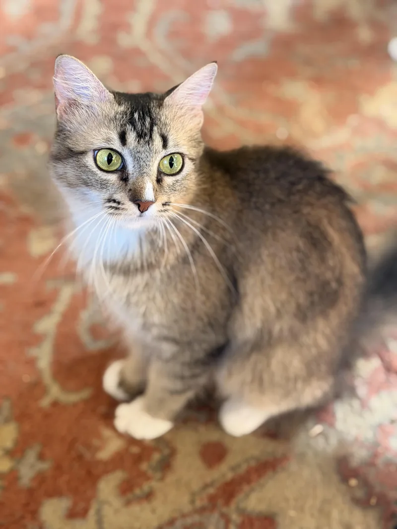 An adult medium-sized female Buff / Tan / Fawn Tabby cat named Clover for adoption in Allen, TX