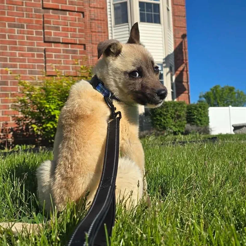 A baby small-sized male Yellow / Tan / Blond / Fawn Shepherd dog named River for adoption in Northville, MI