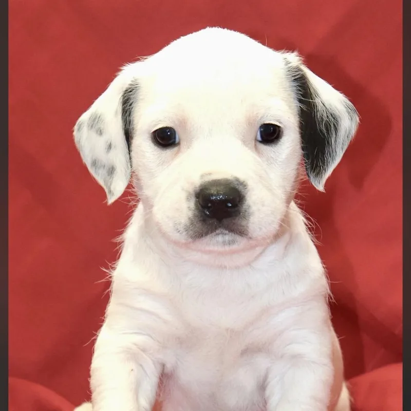 A baby medium-sized male Boxer dog named Wyatt for adoption in Cordova, TN