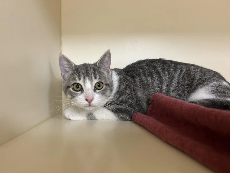 A baby medium-sized female Gray & White Domestic Short Hair cat named Lilly for adoption in Lancaster, PA