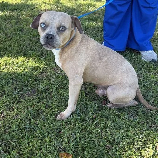 A young medium-sized male Gray / Blue / Silver French Bulldog dog named Quasimoto for adoption in Valdosta, GA