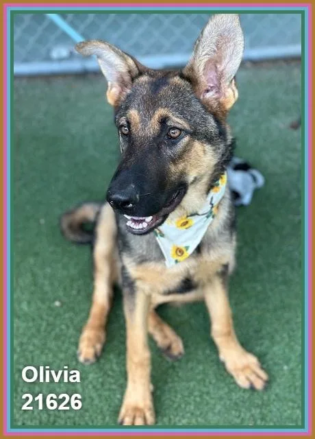 Olivia thumbnail 3