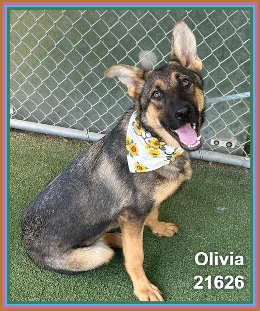 Olivia thumbnail 4