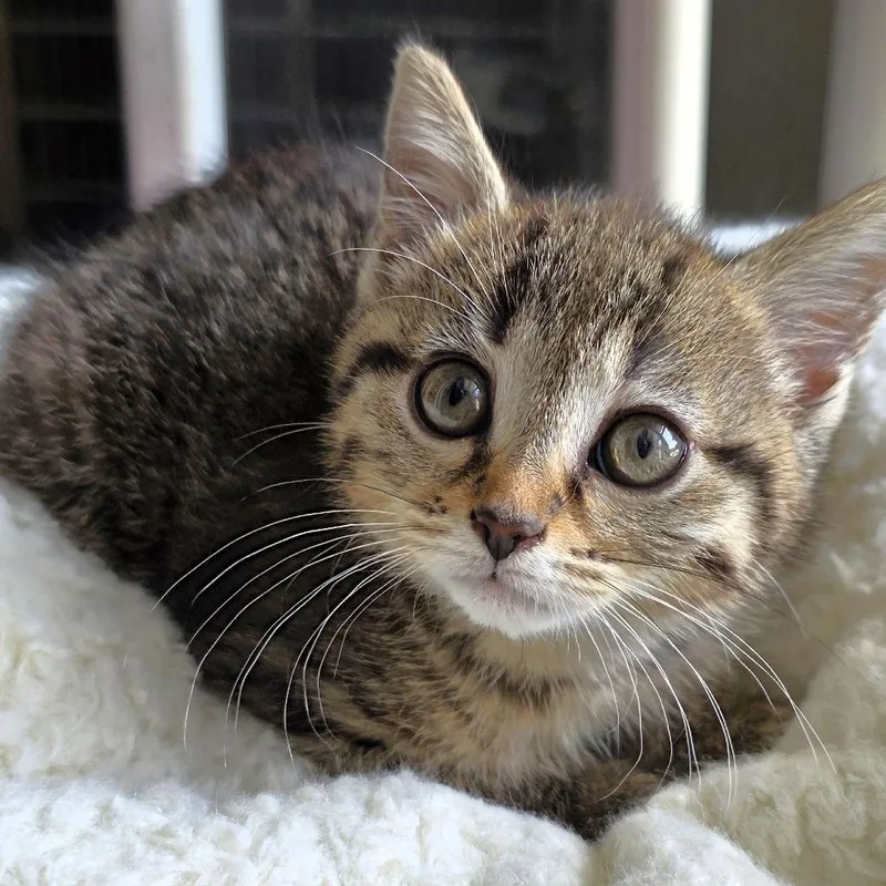A baby small-sized female Gray / Blue / Silver Domestic Short Hair cat named Maida for adoption in Michigan City, IN