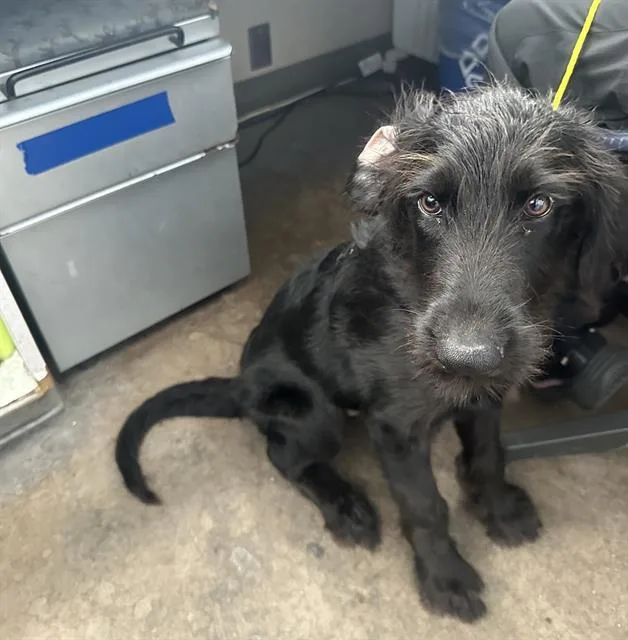 A baby large-sized male Mixed Breed dog named Charlie for adoption in Dallas, TX