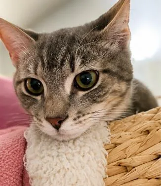 A baby small-sized male Brown / Chocolate Domestic Short Hair cat named Latte Gray for adoption in Chandler, AZ