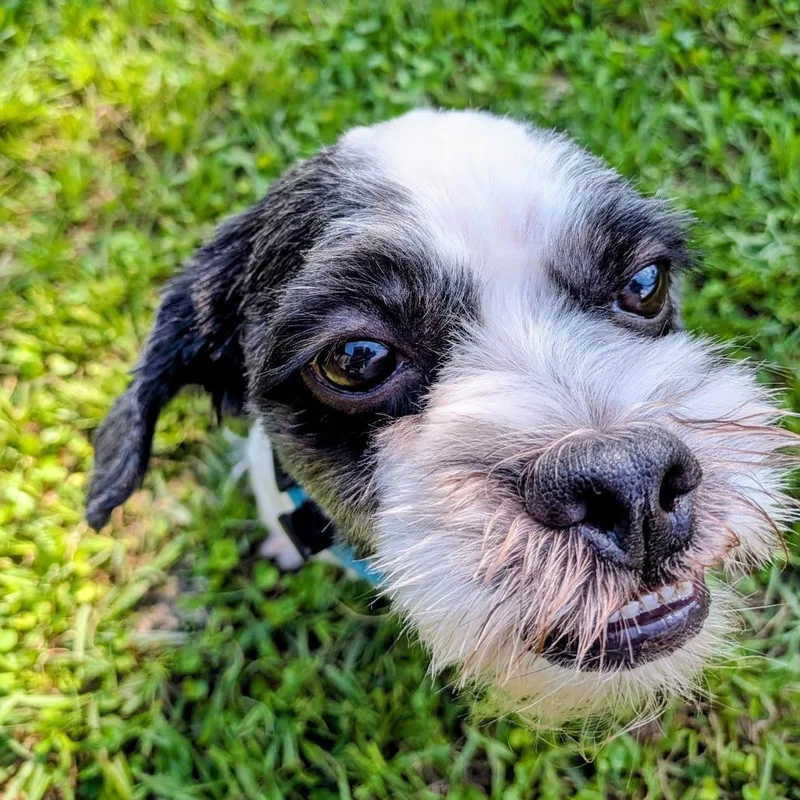 An adult small-sized male Black Shih Tzu dog named Oreo Theodore for adoption in Houston, TX