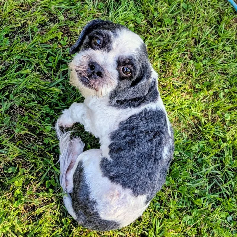 Oreo Theodore thumbnail 3