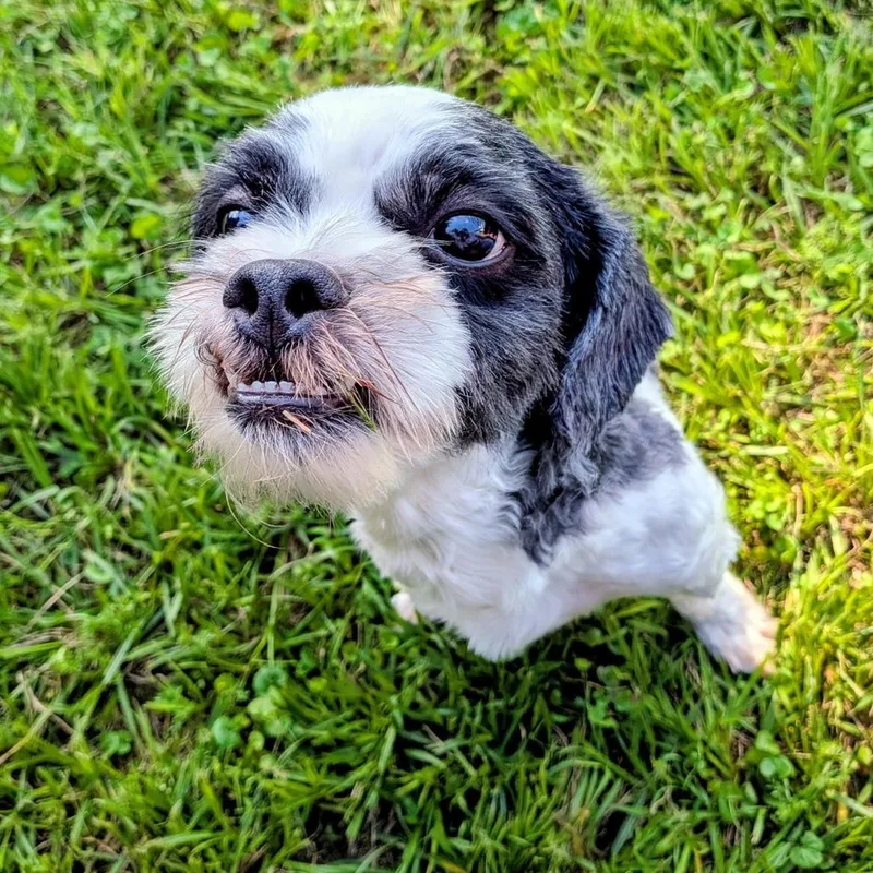 Oreo Theodore thumbnail 4